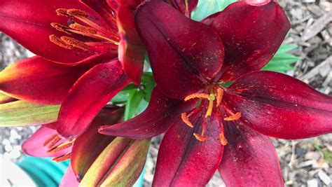 Are lilies toxic to humans?