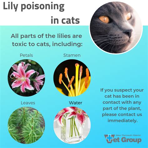 Are lily pads toxic to animals?