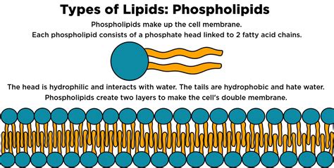 Are lipids polar?