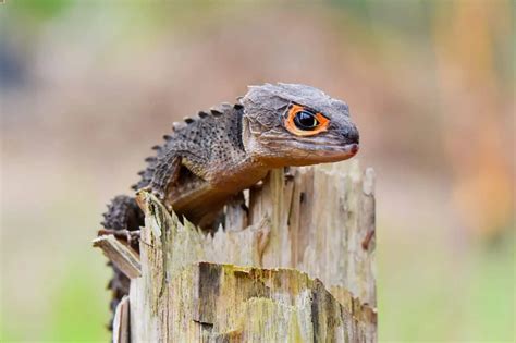 Are lizards human friendly?