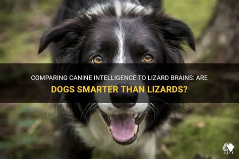 Are lizards smarter than dogs?