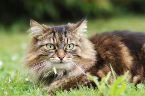 Are long-haired cats more relaxed?