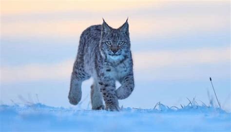 Are lynx aggressive?
