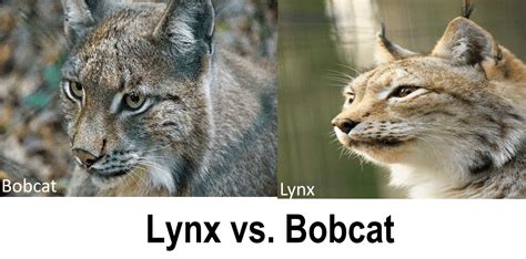 Are lynx bigger than bobcats?