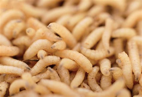 Are maggots harmful to humans?
