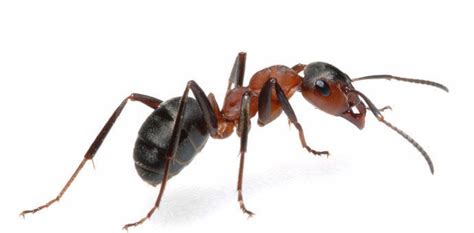 Are male ants useless?