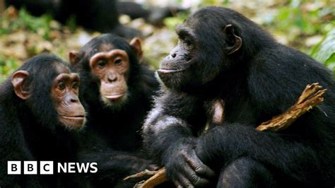 Are male apes attracted to humans?