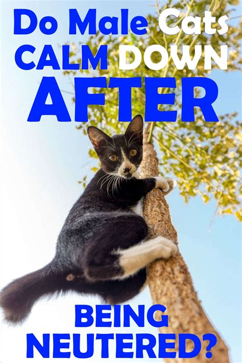 Are male cats calmer?