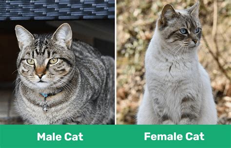 Are male cats friendlier than female?