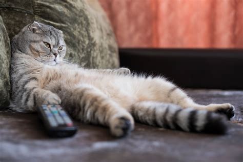 Are male cats lazier?