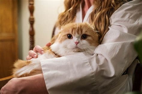 Are male cats more affectionate after neutering?