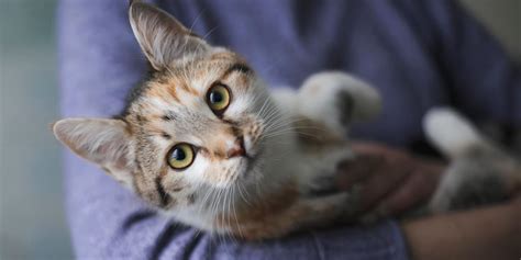 Are male cats more cuddly than females?