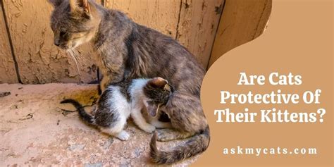 Are male cats protective of kittens?