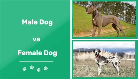 Are male dogs calmer than females?