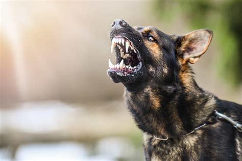 Are male dogs more aggressive?