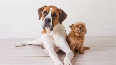 Are male dogs more clingy than females?