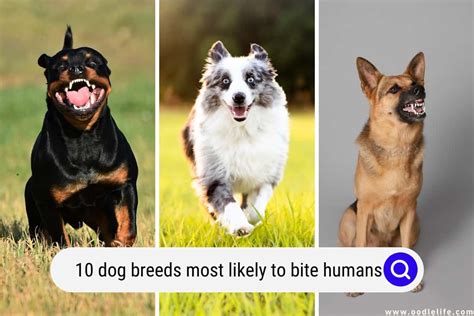 Are male dogs more likely to bite?