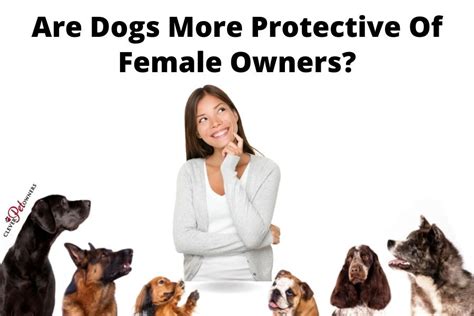 Are male dogs more protective of female owners?