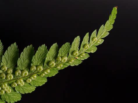 Are male ferns toxic?