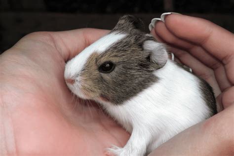 Are male hamsters calmer?