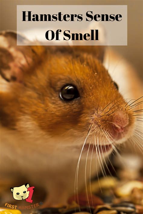 Are male hamsters more smelly?