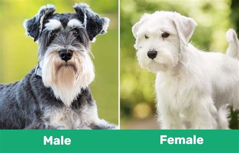 Are male or female Schnauzers better?