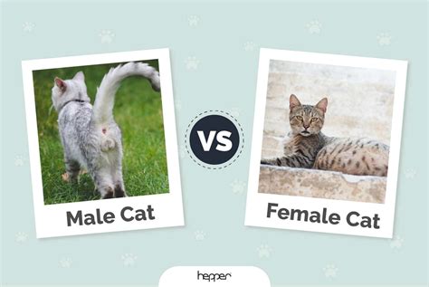 Are male or female cats better?
