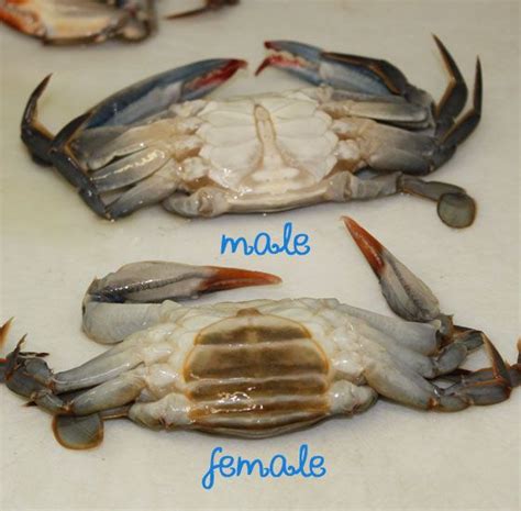 Are male or female crabs better to eat?