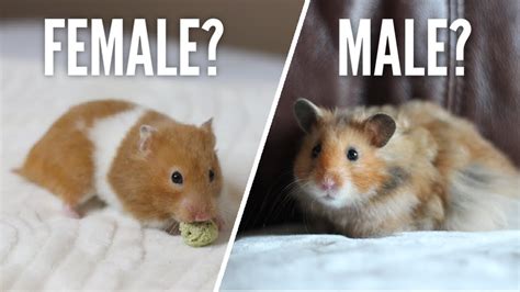 Are male or female hamsters smellier?