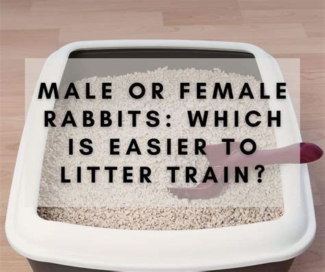 Are male or female rabbits easier to litter train?