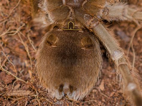 Are male or female tarantulas better pets?