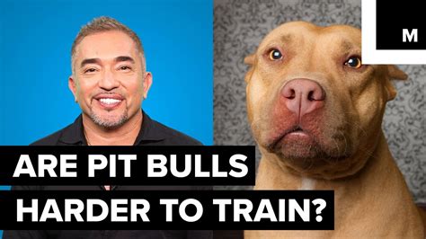 Are male pitbulls harder to train?