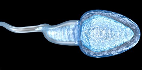 Are male sperm better swimmers?