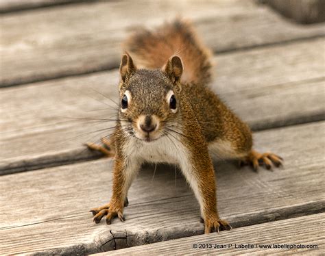 Are male squirrels aggressive?