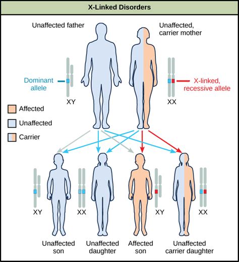 Are males dominant or recessive?