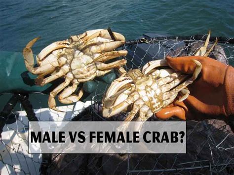Are males or female crabs better?