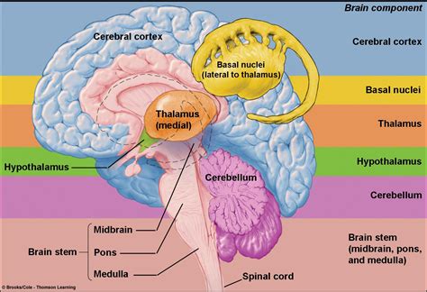 Are memories created in the cerebellum?