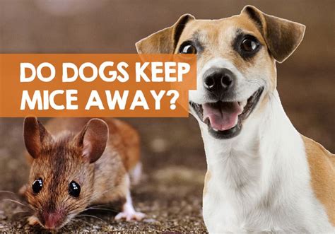 Are mice afraid of dogs?