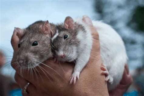 Are mice as affectionate as rats?