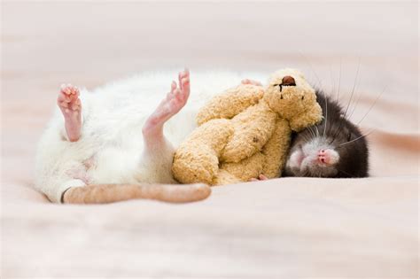 Are mice as cuddly as rats?