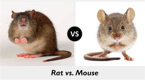 Are mice cuter than rats?