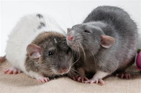 Are mice dumber than rats?