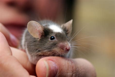 Are mice good pets for?