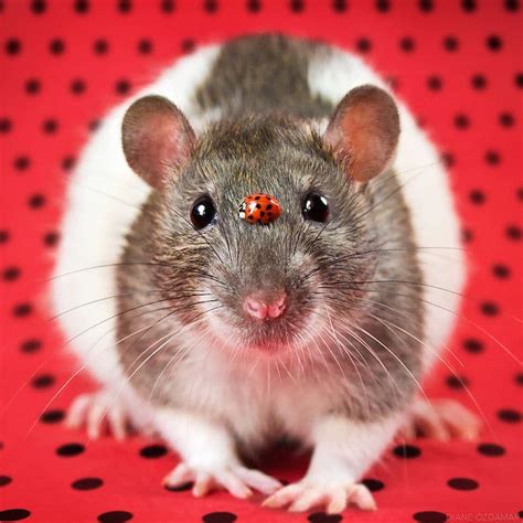 Are mice happy as pets?