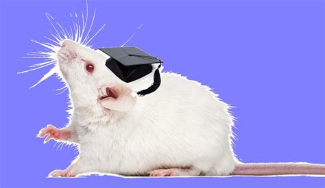 Are mice intelligent?