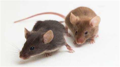 Are mice smart like rats?