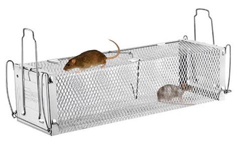 Are mice still alive in snap traps?