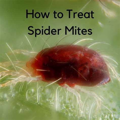 Are mites a big deal?