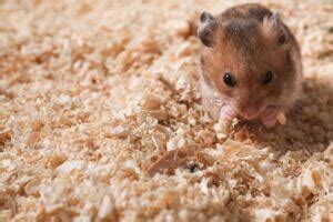 Are mites harmful to hamsters?