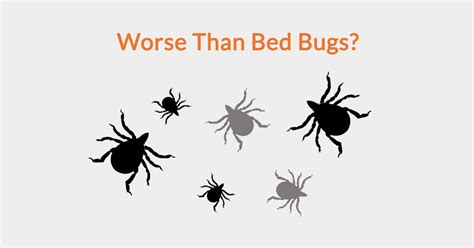 Are mites worse than bed bugs?